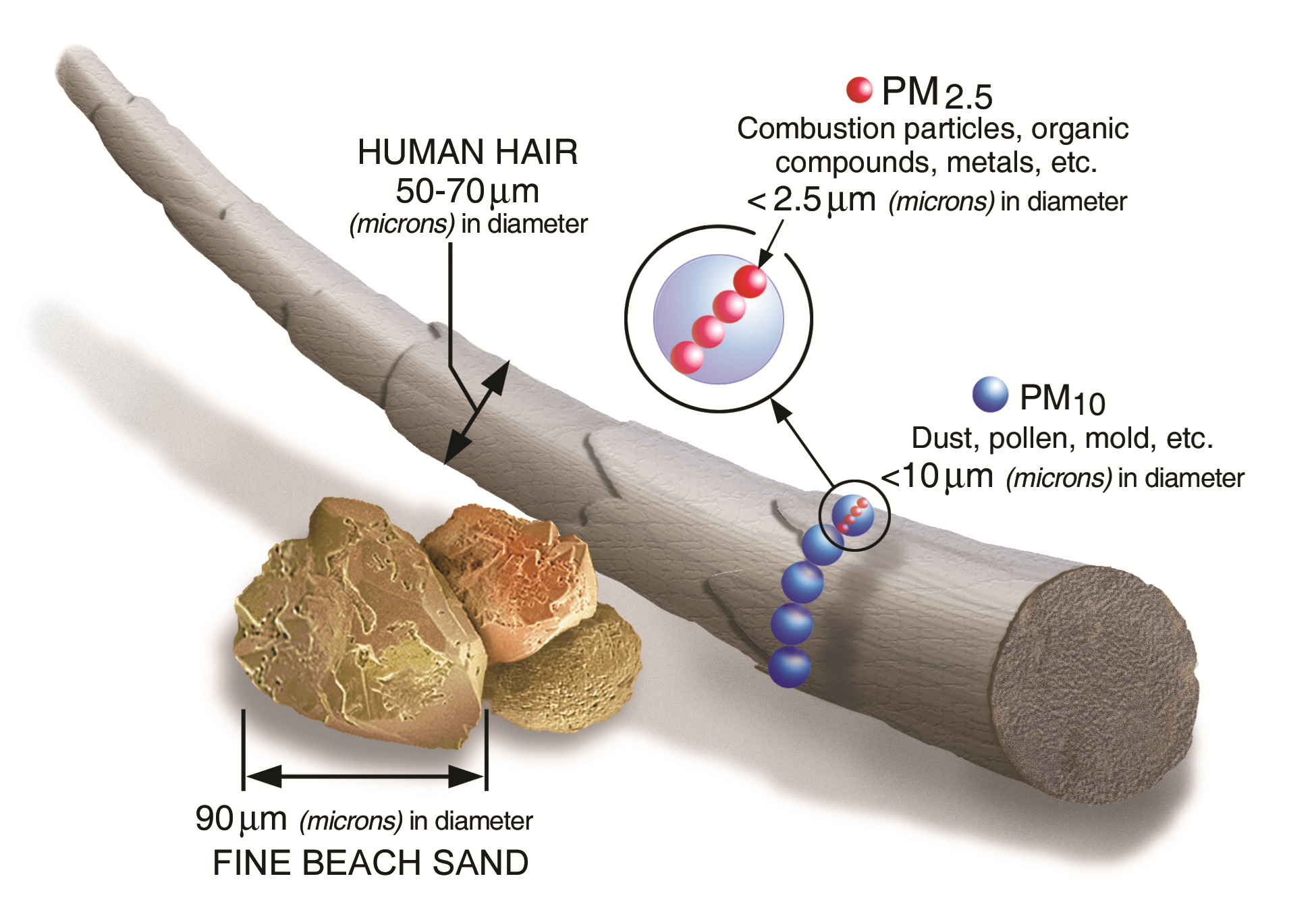 EPA Graphic about particulate matter.