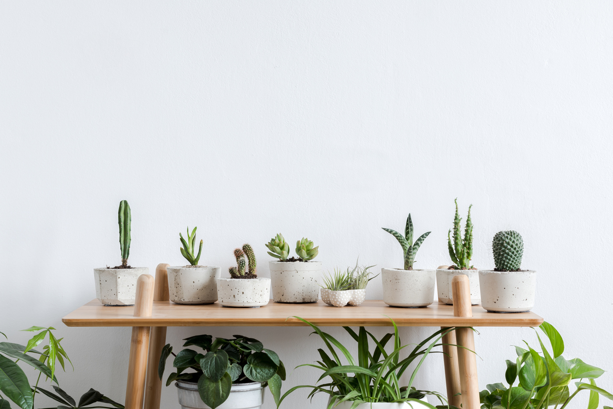 Indoor table with several plants on and around it. 