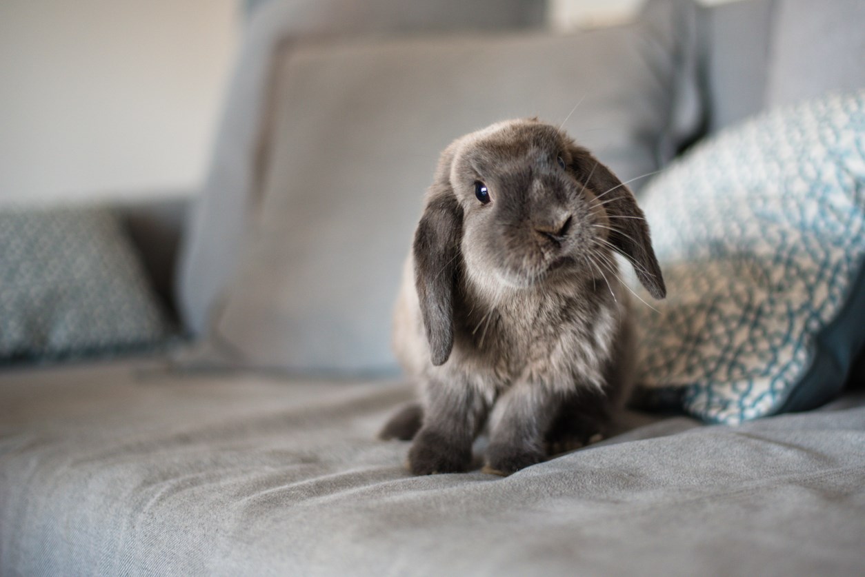 Grey pet rabbit on a couch. 