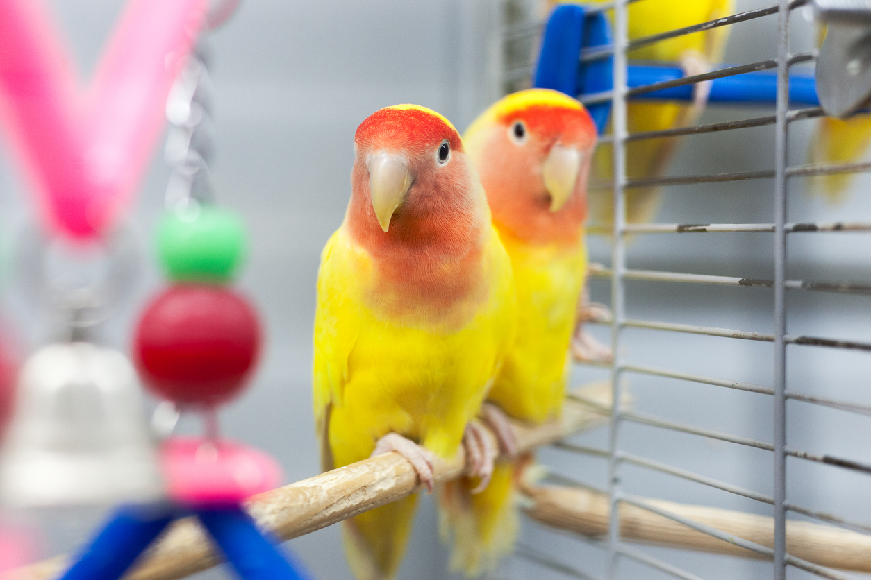 Two pet birds in a cage
