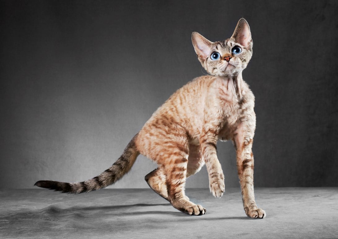 Meilleurs Chats Hypoallergeniques Trusens Meilleurs Chats Hypoallergeniques Trusens