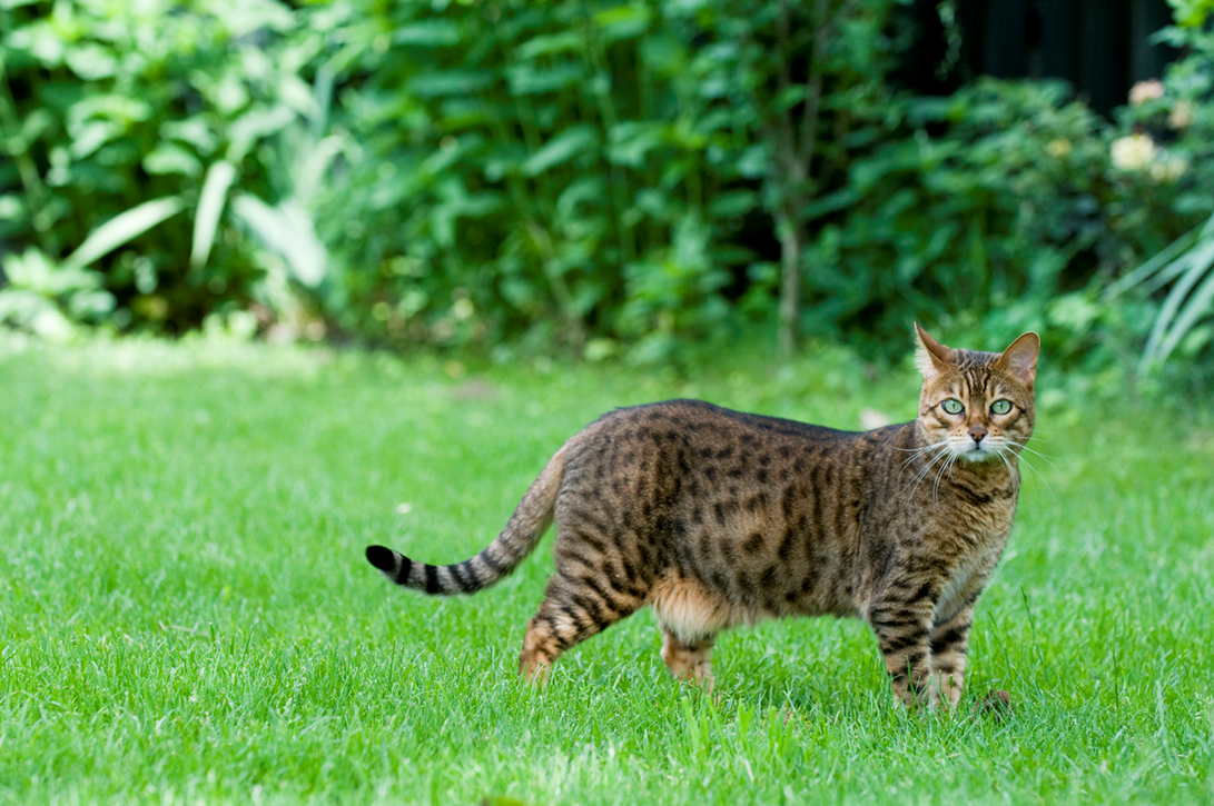 Bengal