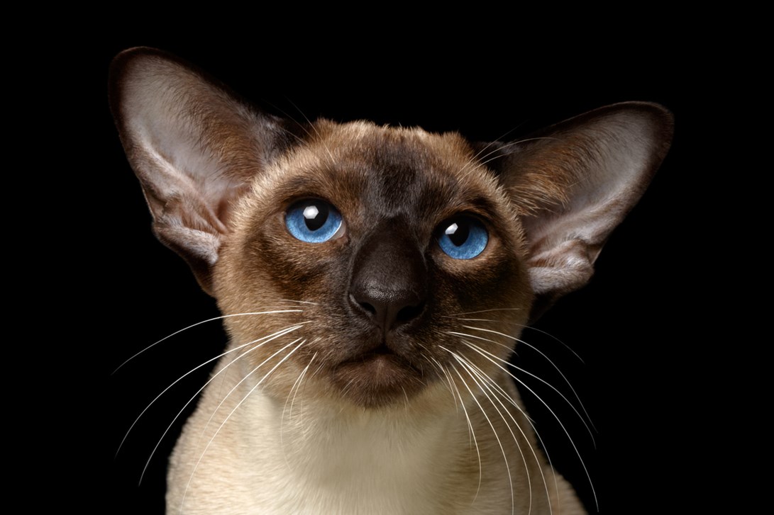 Oriental Shorthair