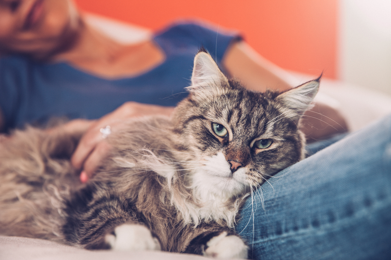 Best Hypoallergenic Cats TruSens Wellness