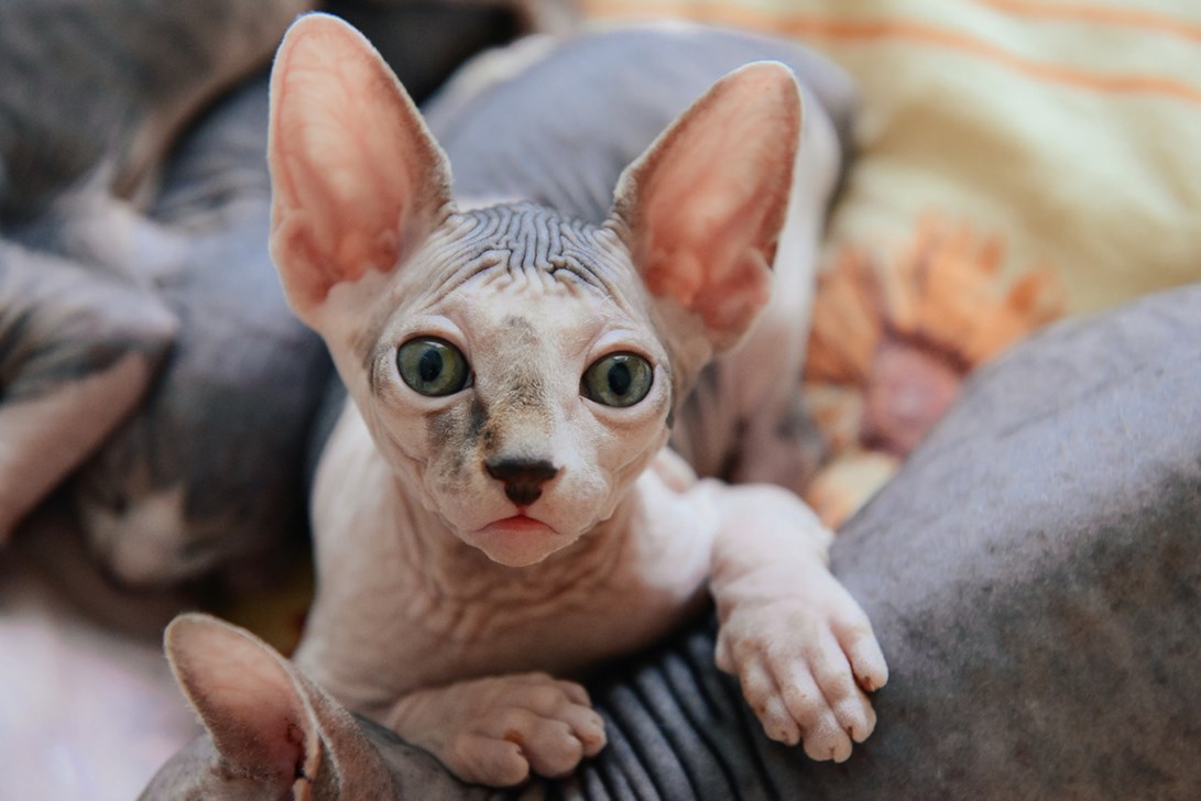 cats without hair