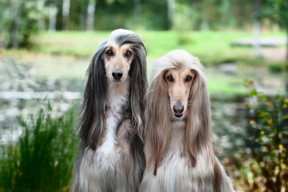 Afghan Hound