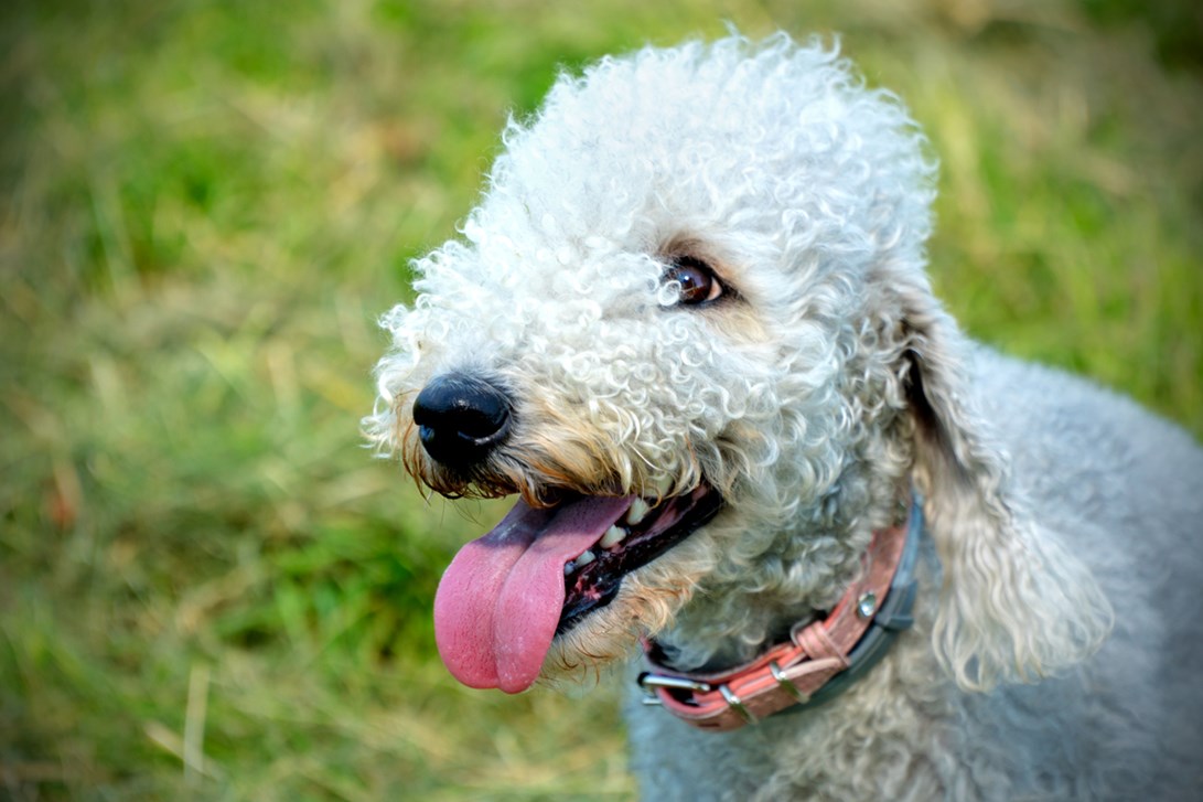 Bedlington Terrier