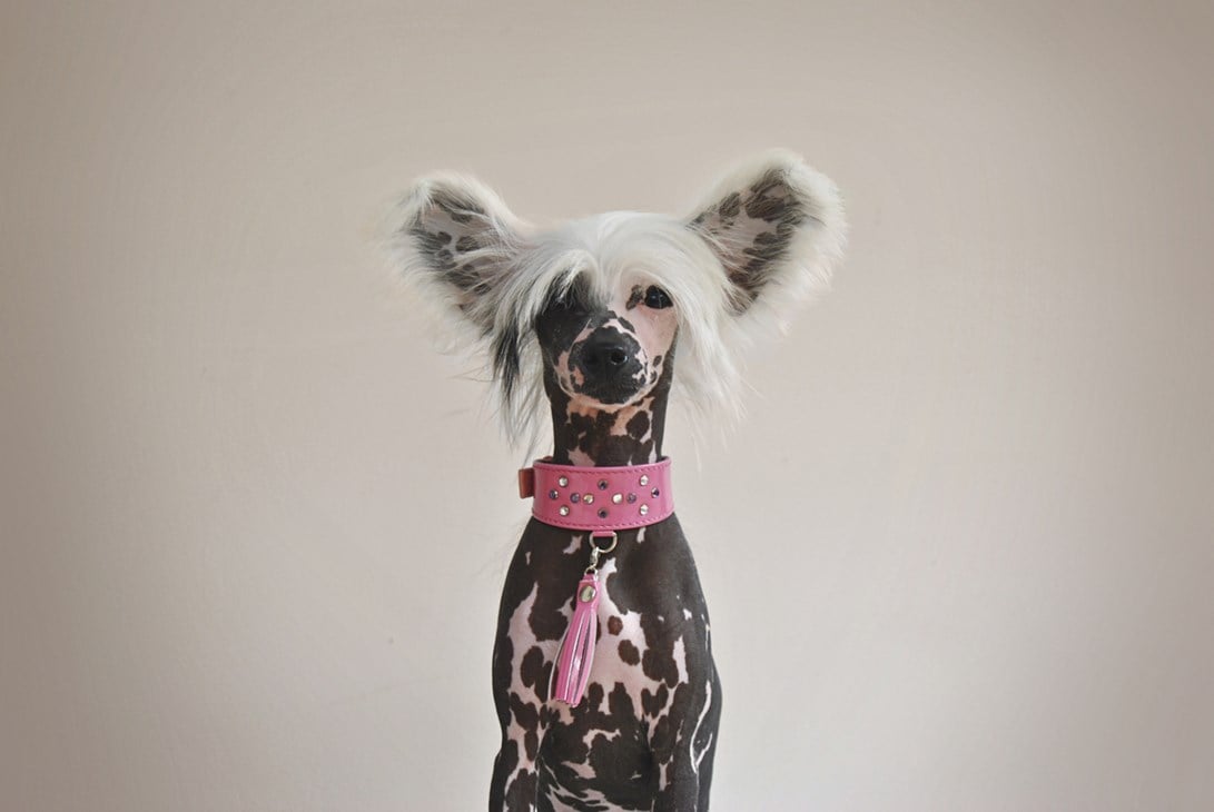 Chinese Crested