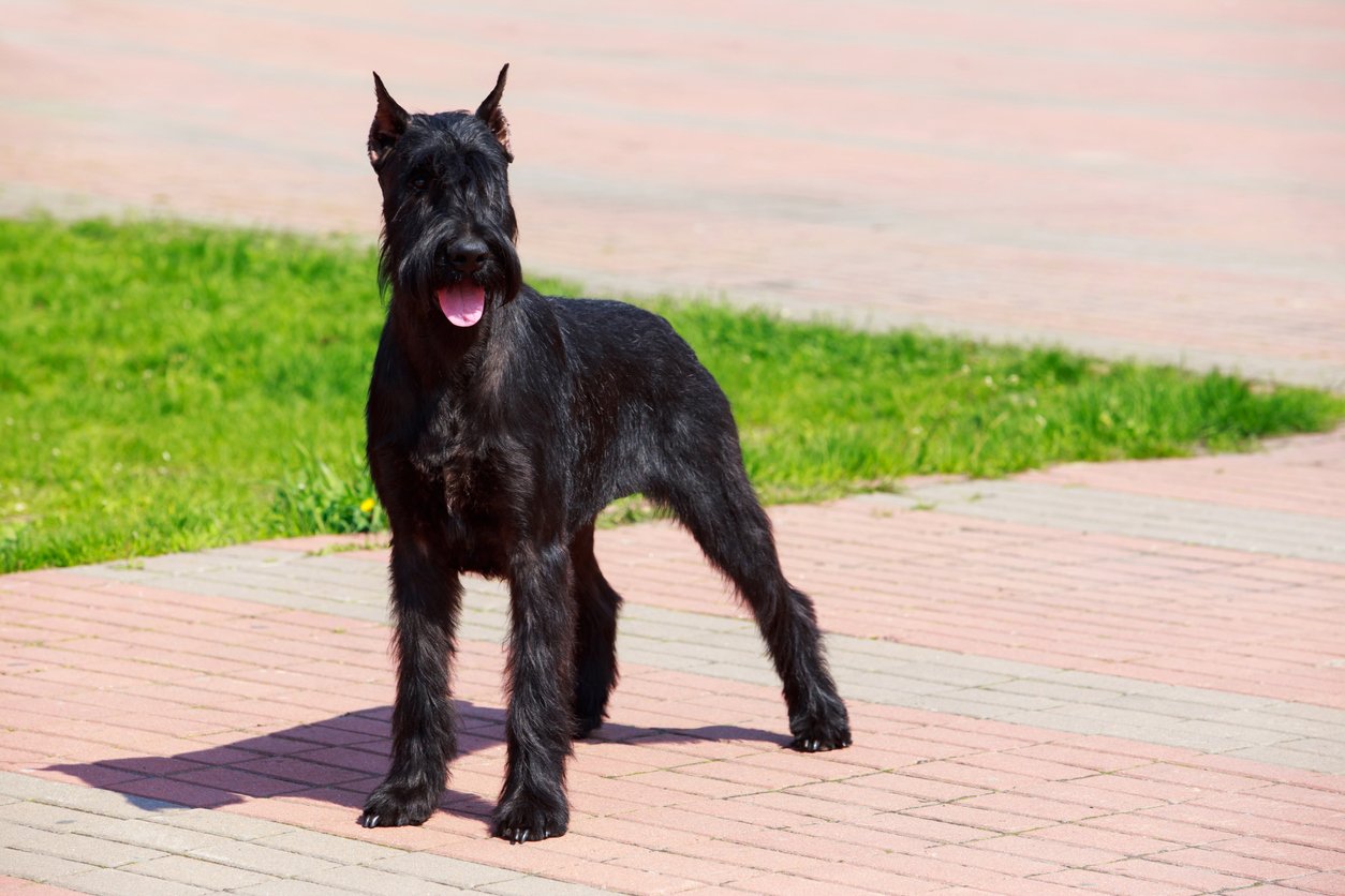 miniature schnauzer shed