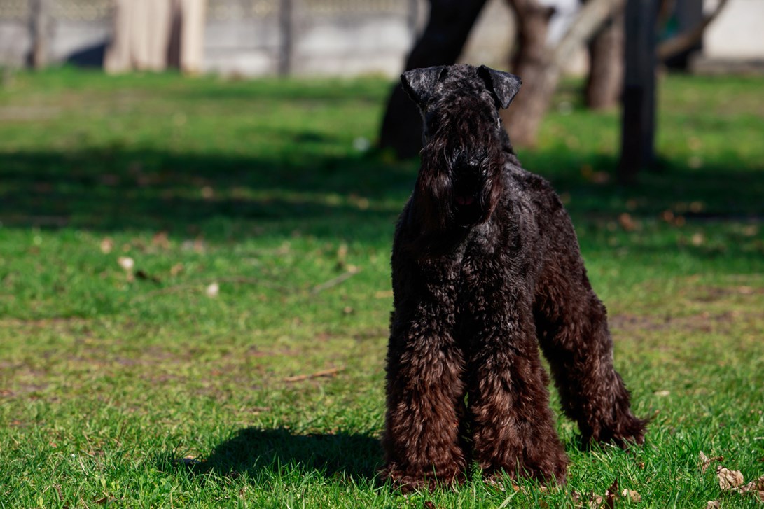 Kerry Blue Terrier