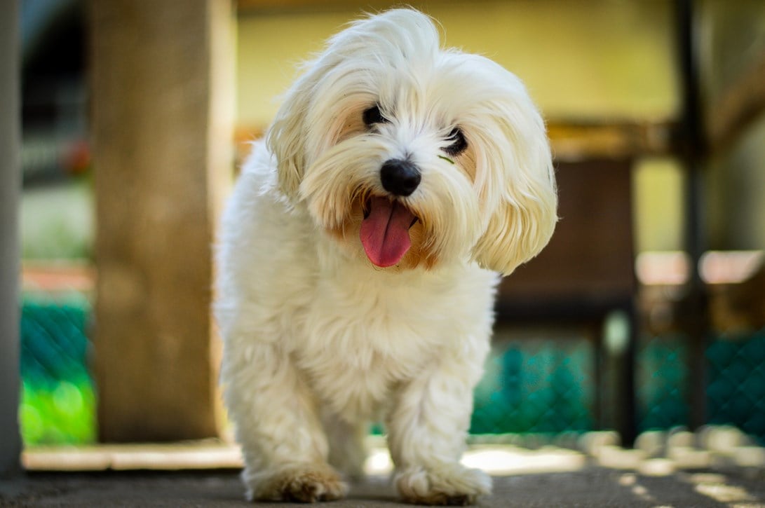 Maltese