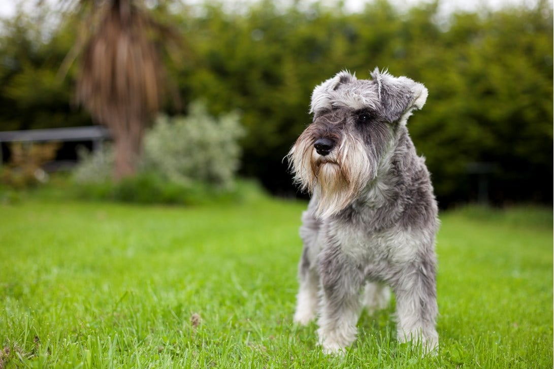 Miniature Schnauzer