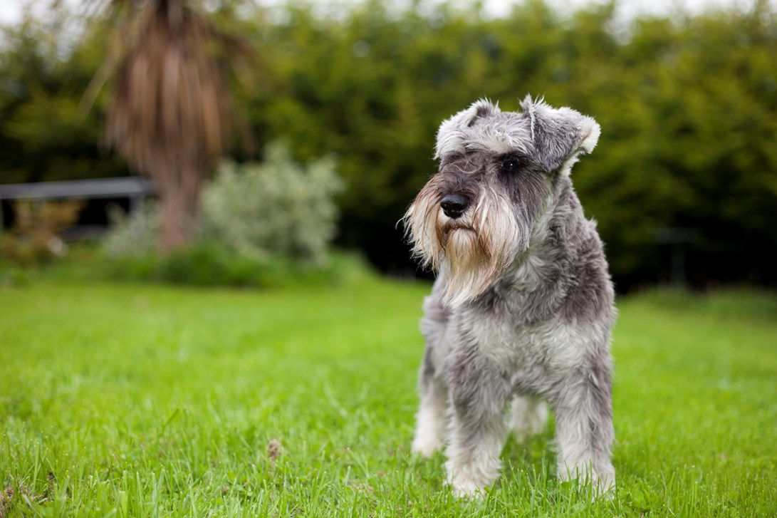 Schnauzer miniatura
