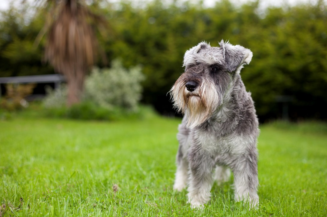 Schnauzer miniatura 