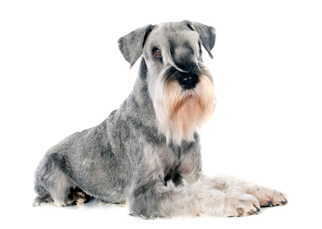 Schnauzer Estándar 