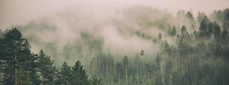 A smokey forest. 