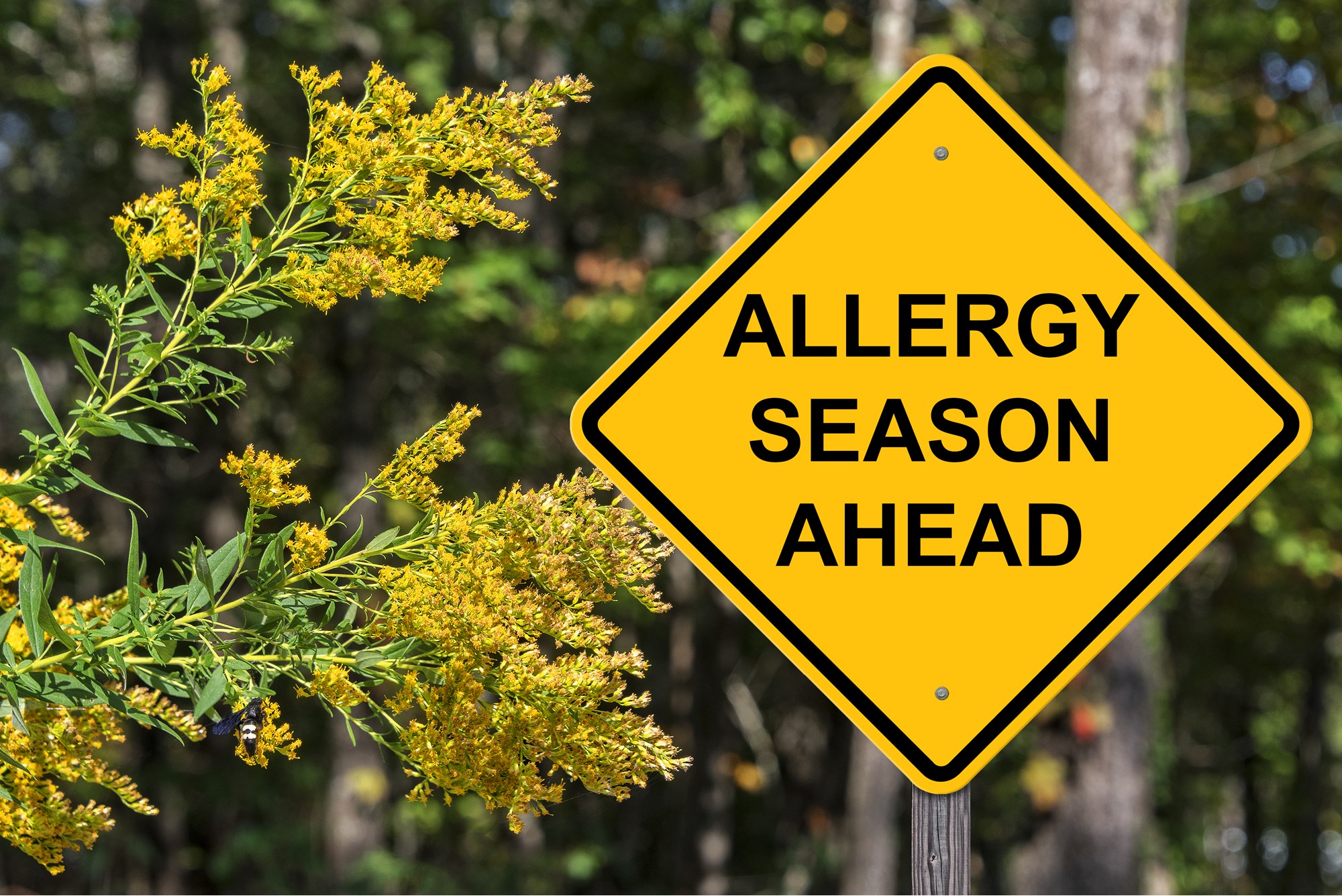 ¿Cuándo es la temporada de alergias? TruSens