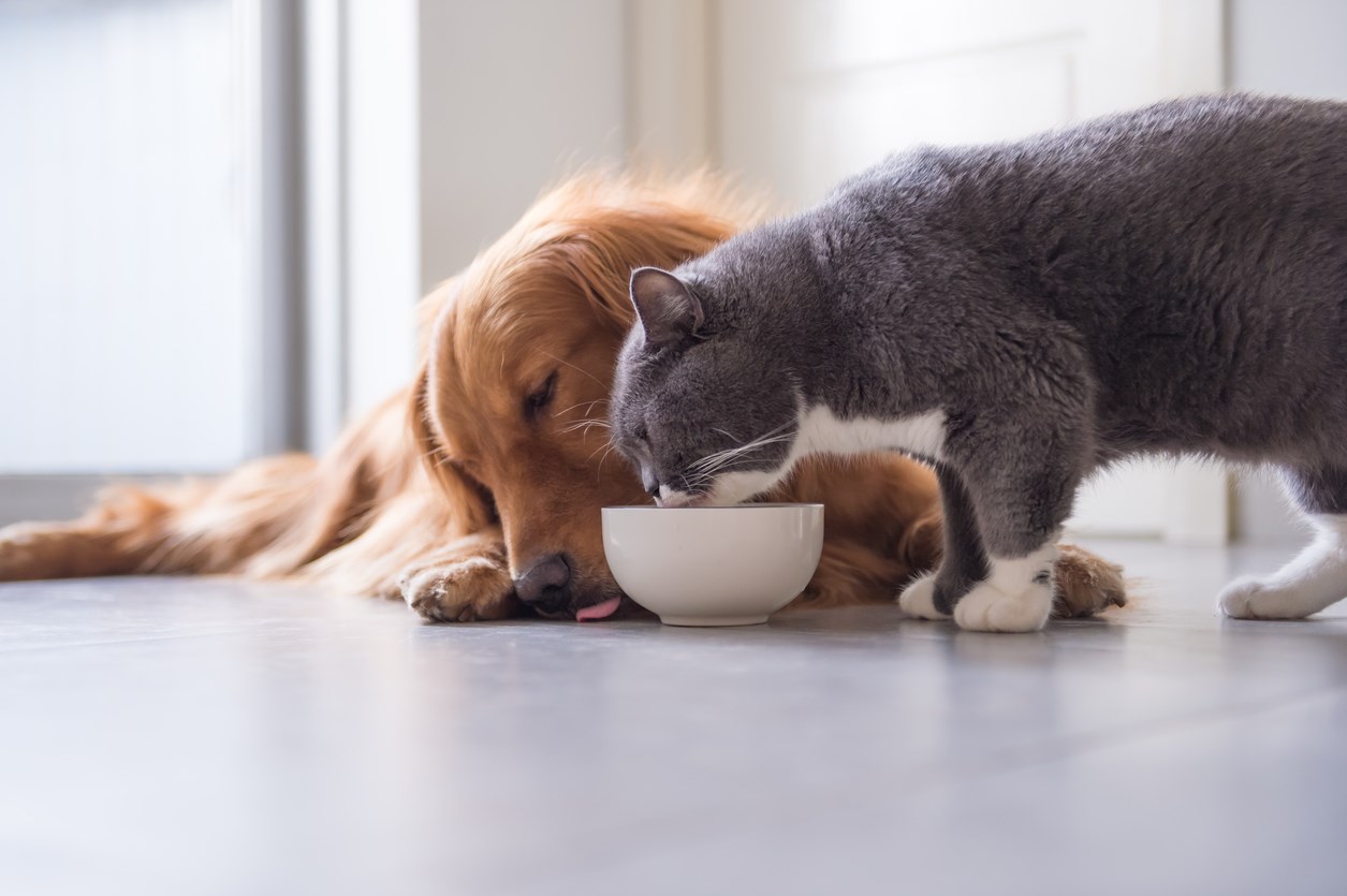 Dog and cat eating out of the same food bowl.