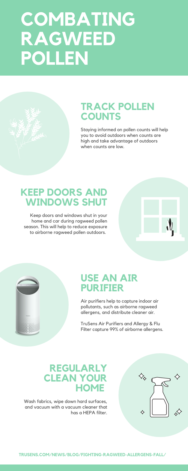 Ragweed pollen infographic. 