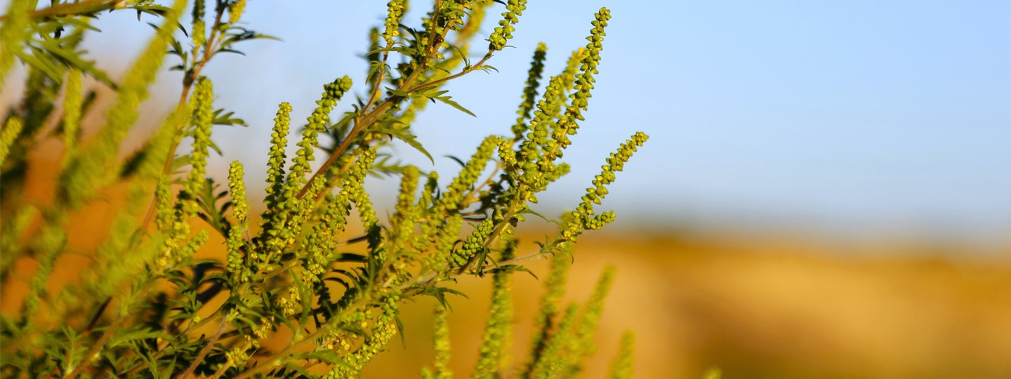 Ragweed plants.