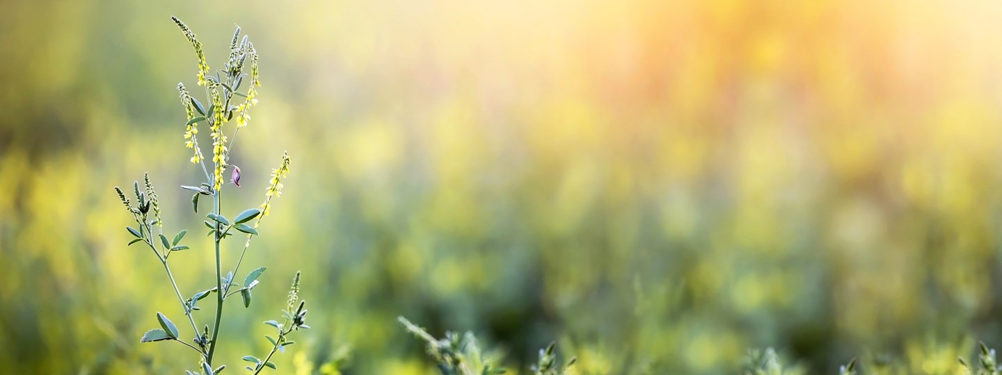 Pollen Plant