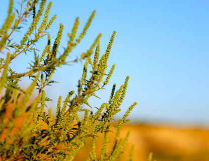 알러지가 있어요? 돼지풀과 곰팡이가 의심될 것입니다.