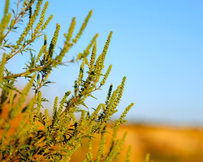 Fighting Ragweed Allergens in the Fall