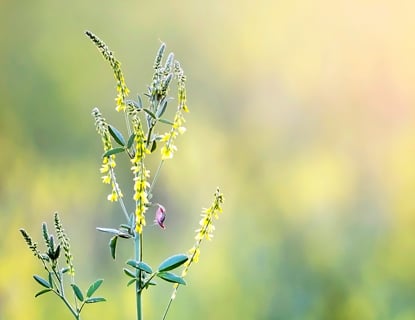 Combating Pollen Allergens Inside Your Home