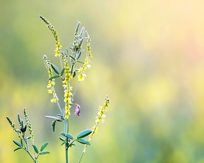 Combating Pollen Allergens Inside Your Home