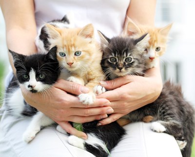Best Hypoallergenic Cats