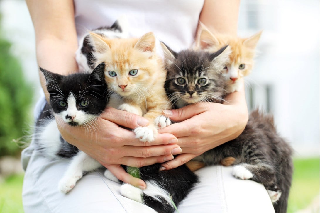 Person holding five kittens in their arms.