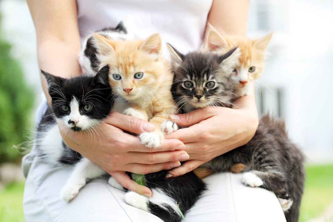 Person holding five kittens in their arms. 