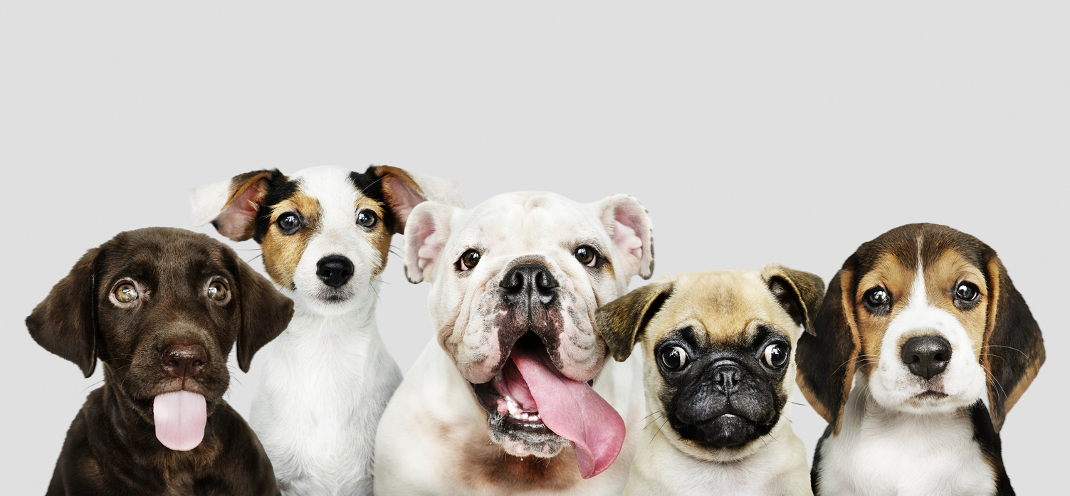 Best Hypoallergenic Dogs | TruSens