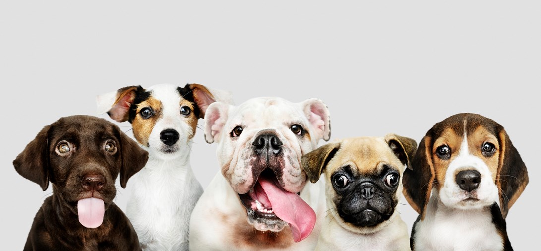 what dog breed is good for allergy sufferers