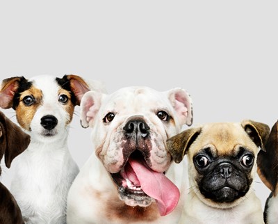 Best Hypoallergenic Dogs