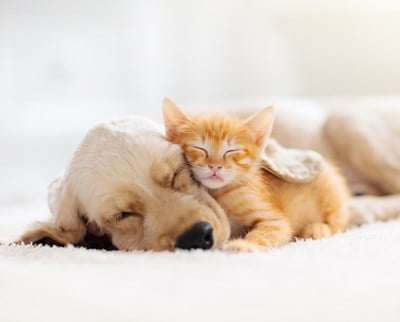 Best Pets for People with Allergies