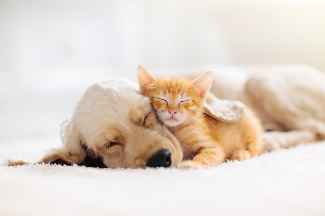 Puppy and kitten cuddling. 