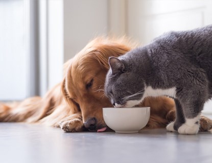 Dog and cat eating out of the same bowl on the floor. 