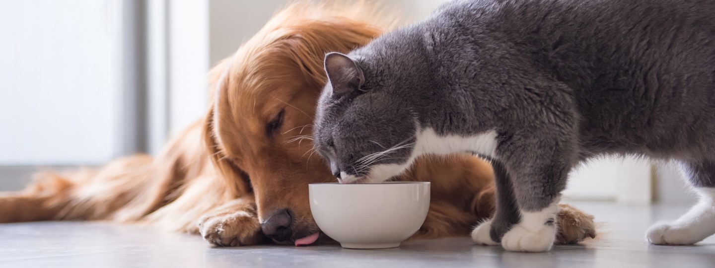 Are Cat And Dog Dander The Same