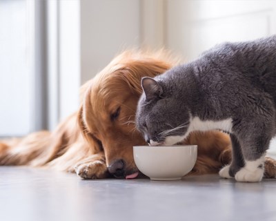 Pet Dander: What it is and How to Reduce it