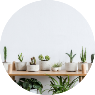 Wood table with house plants surrounding. 