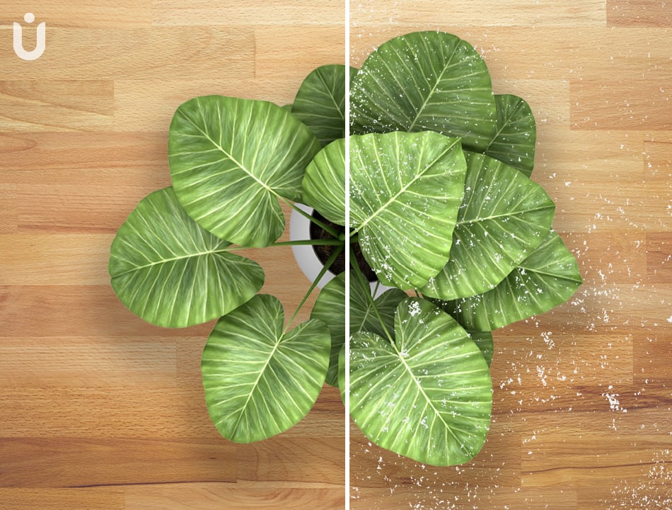 Side by side comparison of plant leaves with white dust next to clean plant leaves