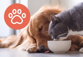 Dog and cat drinking from bowl